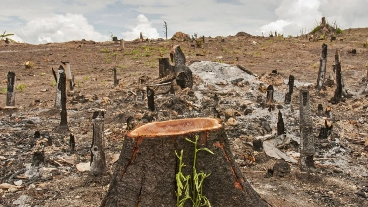 Rüyada ağaç kesmek